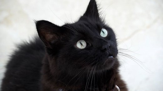 Cat, Feline, Whiskers, Pet