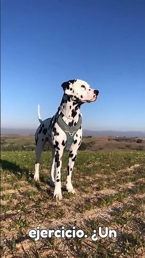 ¡El SECRETO detrás de las MANCHAS del DÁLMATA! 🐾 #Dalmatas #curiosidades #shorts