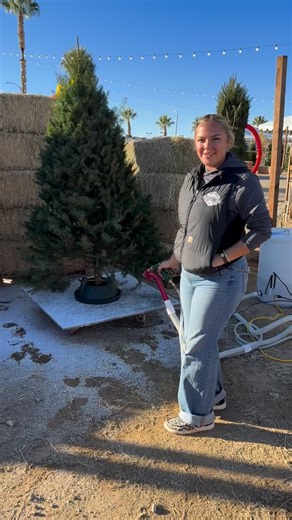 Watch us flock this Christmas tree! ❄️🌲 At Prancers Farm you can choose your tree, add flocking, grab photos, and enjoy FREE admission all season long! ✨ Open daily — trees going quick! #prancersfarm #santapaula #palmdale #christmastreefarm #christmastree #flockedtree #christmasvibes #holidayevents #familyfun #winterseason #tistheseason #holidaymagic #805events #californiafarm #christmastime #snowyvibes #flockingseason #holidaydecor #shoplocal #supportlocalfarms #cutyourtree #christmastradition