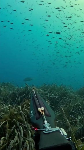 Denti #pechesousmarine #spearfishing #pescasubmarina #pescasub