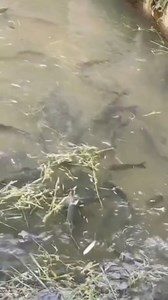 120K views · 608 reactions | Fish pond, fish eating | Anamul Fish Farm | Facebook