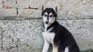 stray husky dog with two different colored eyes, heterochromia dysfunction.cute dog outside lying on road, street. kid cute boy child petting animal.black and white photo, colorful eyes close up 4k