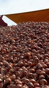 Truck Unloading Harvested Onion into the Onion Sorting Machine. Fresh Onion Bulbs Moving Along Conveyor Belt inside Onion Sorting Machine. Postharvest Handling of Onions. Onion Production.