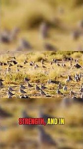Magnetic Sense: How Birds Navigate the Earth!