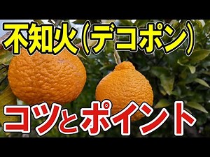 [Shiranui Cultivation Tips] Precautions and How to Grow Dekopon Fruits Without Fertilizer or Pest...