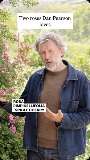 Dan Pearson picks two of his favourite roses, featured in his garden at Hillside 🌹🌹🌹 Rosa pimpinellifolia’Single Cherry’ and Rosa spinosissima, which grow freely in rubbly ground at Dan’s lovely garden. Head to the link in our bio to watch the full film of Dan’s perfect plants for early summer. 🎥 @room_of_light 📍 @coyotewillow #plants #summerplants #roses #rose #gardening #planting | Gardens Illustrated