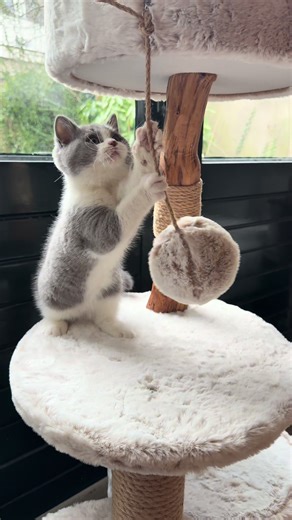Explore My New Cat Tree for Kittens