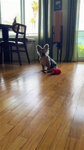 her little sitting position #frenchbulldog #fluffyfrenchie #cute #sit #toy