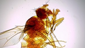 Isolated Macro Footage Fruitfly Whole Mount Stock Footage Video (100% Royalty-free) 1097296907 | Shutterstock