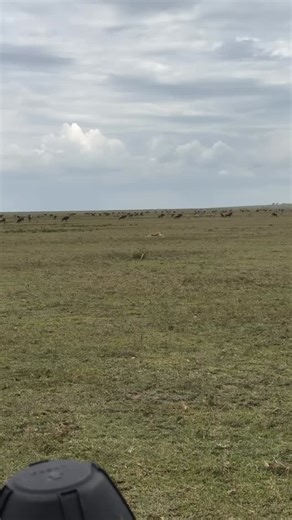 Cheetah depends on speed to catch its prey. It is the fastest land animal and can run up to 100–120 km/h for a short time. Cheetahs use quick bursts of speed to chase and catch animals like gazelles before they escape. They cannot run fast for long, so their speed must help them catch prey quickly. | Tanzania Safari Adventure