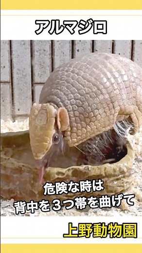 【上野動物園】アルマジロの顔って知ってる？長い舌で水を飲むよ マタコミツオビアルマジロ