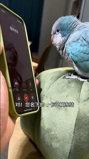遇到骚扰电话正确的打开方式 #鹦鹉 #萌宠