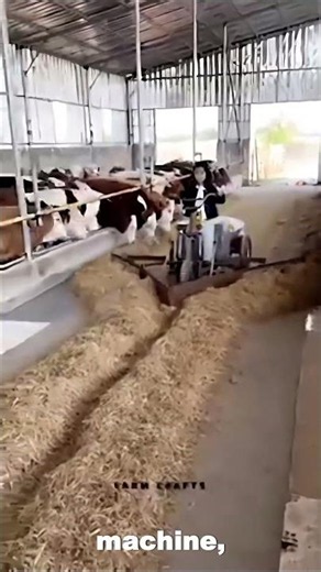 Automatic Feeding Machine