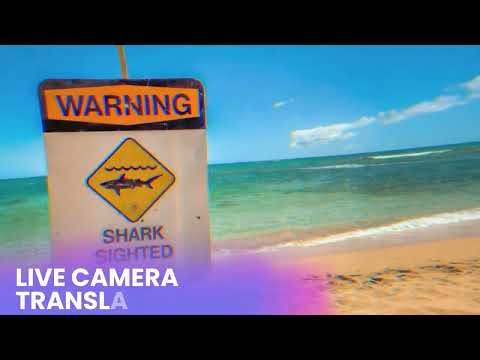 AI Voice Language Translator. Translate text & voice instantly between multiple languages worldwide.