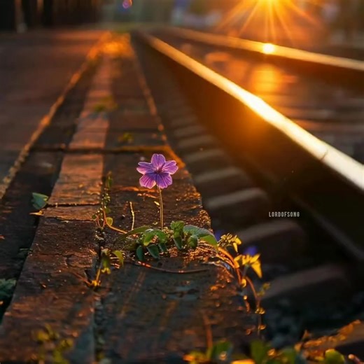 42K views · 1.8K reactions | Life is too short... Choose what makes your heart bloom 鹿✨ | Lord Of Song | Facebook