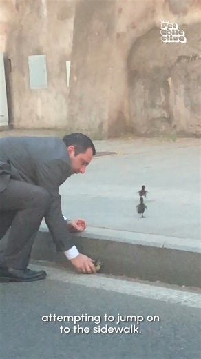 The cutest little detour!🐥💕 | The Pet Collective