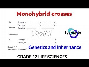 Monohybrid cross - Genetics and inheritance Grade 12 life sciences