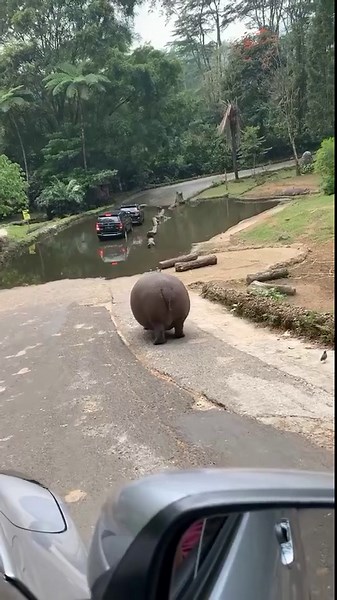 See a hippo navigate traffic like a wild superstar