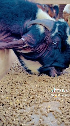 Ustad Farhan Gujjar's Life on Goat Life Line Farm