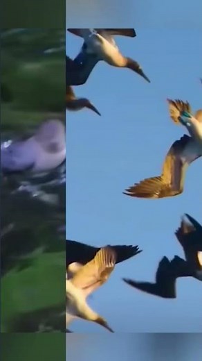 Birds Diving in Water to Catch Fish's 🐟 . this incredible moment captured on camera,
