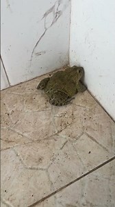 Frogs funny catching #fun #frog #funnyanimal #funny #funnyfrog #animals #wildlife #shorts