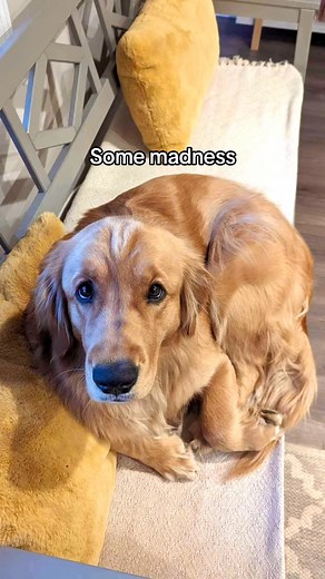 #cat #cute #happy #pet | Golden Pacha