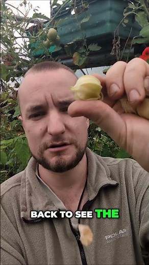 ✨ Meet Physalis: The Hidden Gem of the Edible Garden!