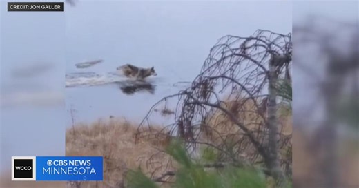 Minnesota hunter catches unbelievable video of wolf catching a beaver