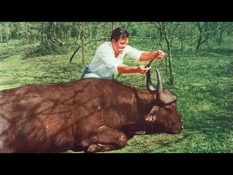 Lalo Schifrin - Rhino ! (Main title) - B.O.F "Sur la piste du Rhinocéros blanc" (1964)