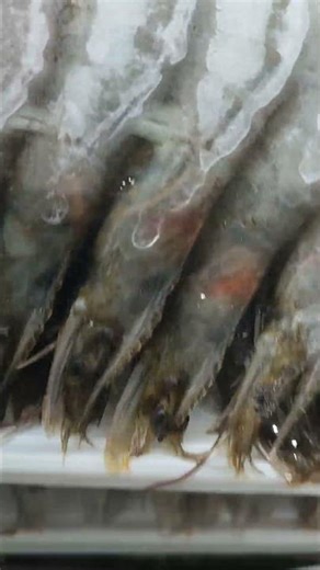 Big shrimp is often called sugpo in the Phils., also known as giant tiger prawn (Penaeus monodon).