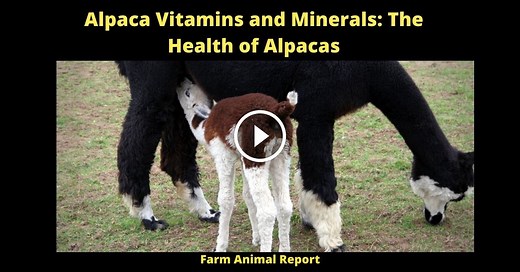 Alpaca Vitamins And Minerals: The **HEALTH** Of Alpacas