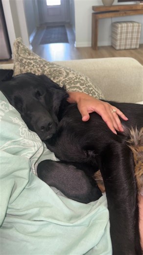 Cuddle Boy: The Adorable Black Labrador Retriever