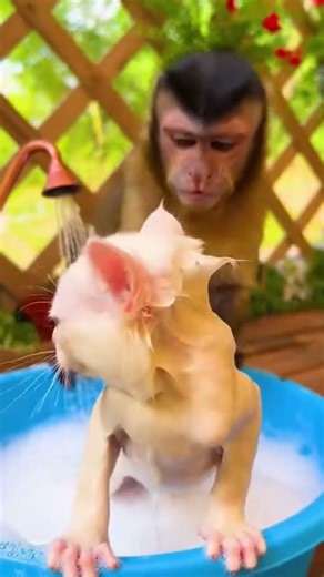 monkey washing cat