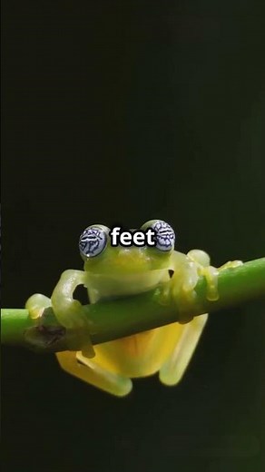 This Frog Can Fly | 🐸✨ Meet Wallace’s Flying Frog #naturefacts #flyingfrog #amazingnature #shorts
