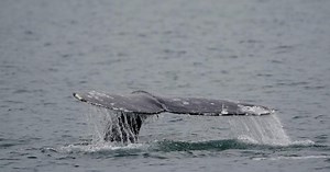 Washington State tribe given preliminary approval to hunt grey whales