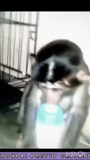 Adorable Baby Monkey Throws Hilarious Milk Tantrum