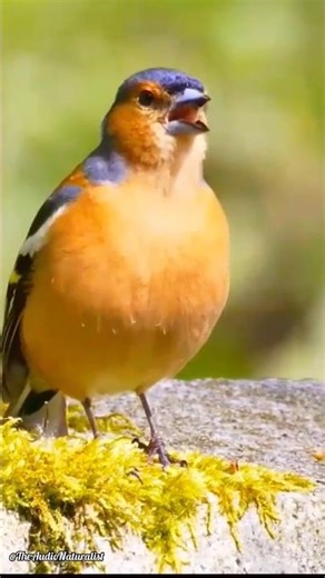 Chaffinch Song: Cheerful Woodland Tune!