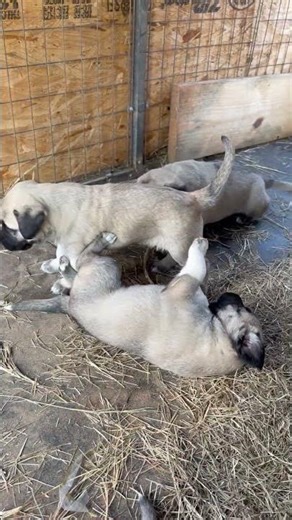 Which puppy caught your eye? Comment below! 👇 4 Week Old Kangal Puppies #kangal #puppy #farmlife