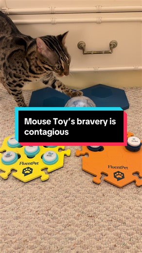 Flounder's Empowering Journey with Mouse Toy