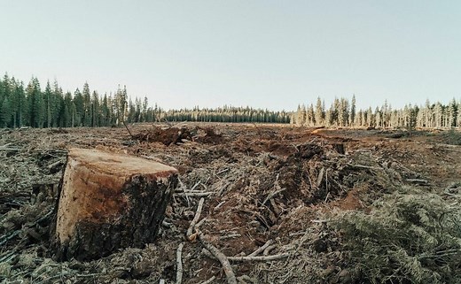 Deforestation in Thailand: challenges and solutions for forest conservation