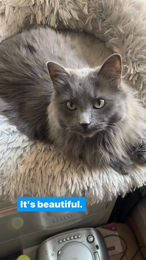 Prometheus kitty attack #prometheus #movies #film #alien #cat | Trevor Meyer | Facebook