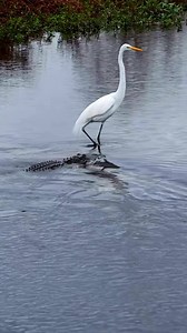 26K views · 152 reactions | Great Egret plays chicken with an Alligator 藍 Talk about wondering what in the heck he was thinking!! Paynes Prairie Preserve State Park, La Chua Trail | oneWildlifer | Facebook
