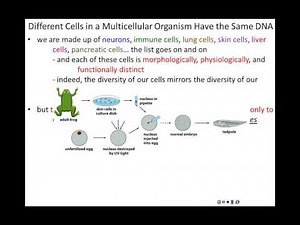 Lecture 7 - Control of Gene Expression (Chapter 8, Part 1)