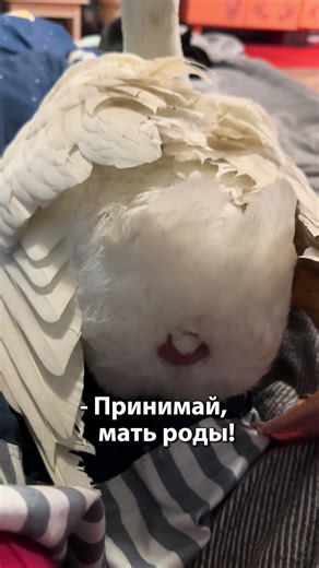Шлёпа: Птица, Гнездо и Яйцо