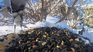 9.9K views · 171 reactions | One fell swoop | Coppervine Feeders | Facebook