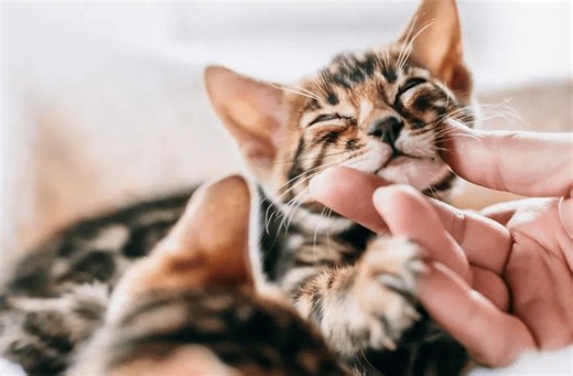 Cat cafe opening soon in Champaign