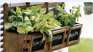 Biohuerto en casa: Implementos básicos para iniciar espacio verde