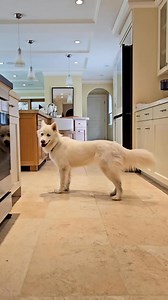 Use SmartThings to check up on your pets. | Samsung