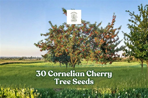 30 Cornelian Cherry Tree Seeds for Planting Ornamental Tree - Etsy