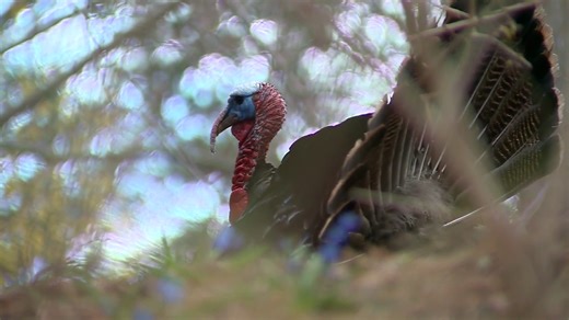 Watch out for aggressive wild turkeys during mating season, Mass. officials warn